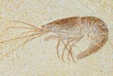 Bargain, Fossil Shrimp - Solnhofen Limestone #143790-2